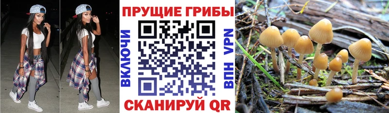 Купить  Куйбышев  Галлюциногенные грибы GOLDEN TEACHER 